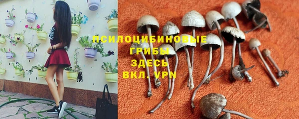 стаф Новозыбков